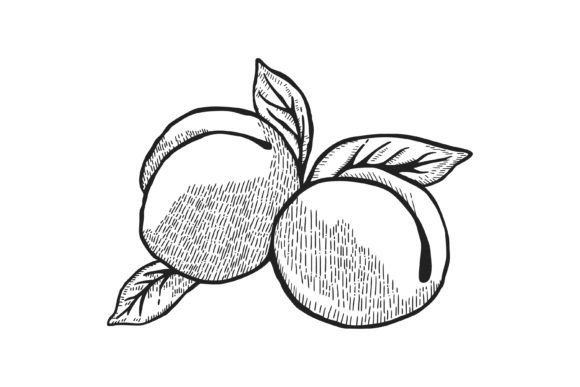 Peach Fruit Engraved Illustration